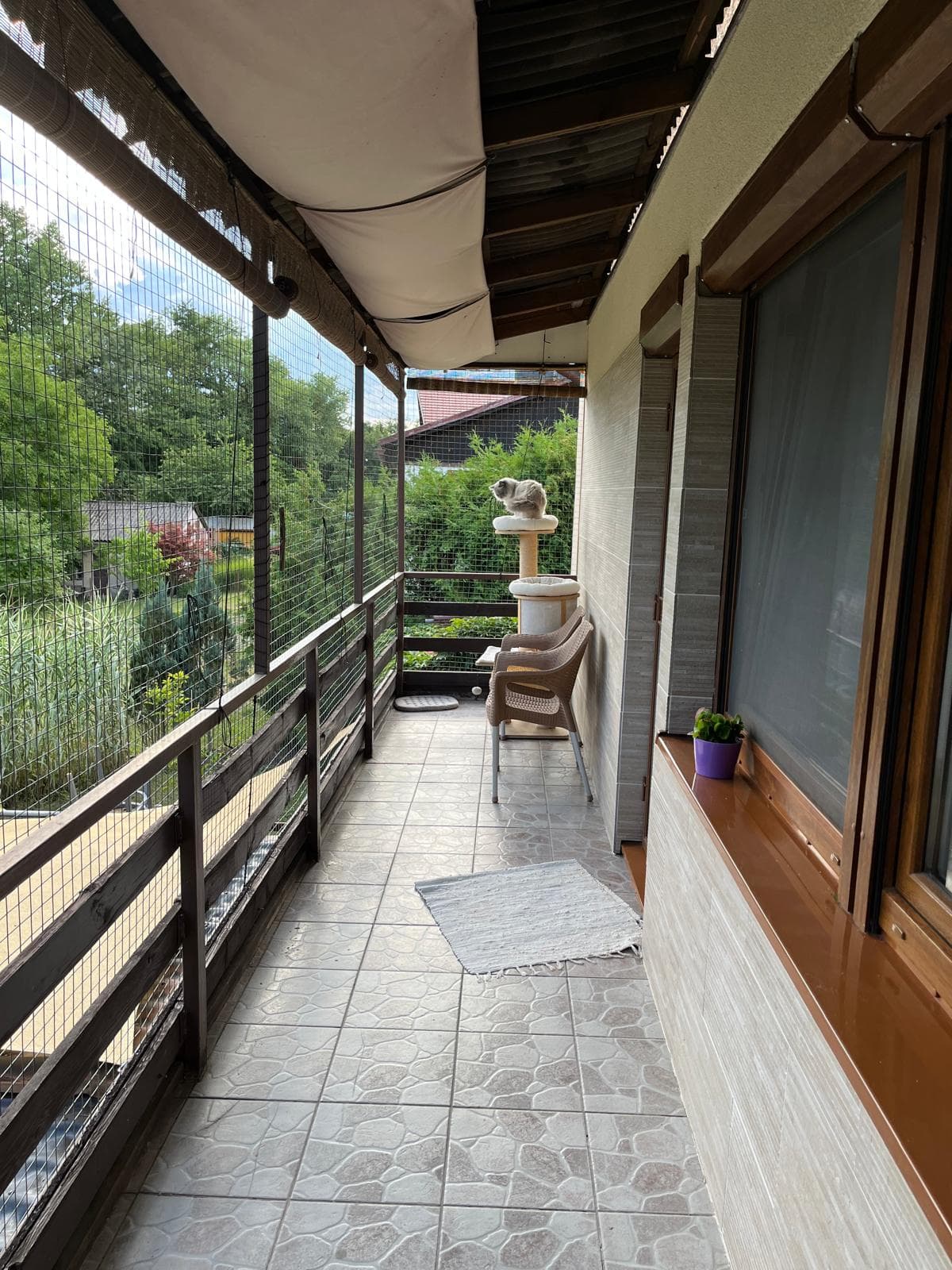 Bezpečný balkon pro kočky Ragdoll s ochrannou sítí, chovatelská stanice Faelis