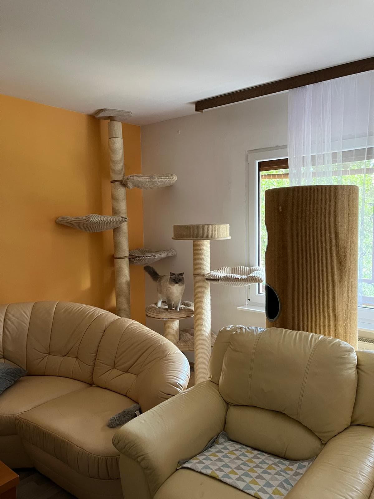 Společný obývací pokoj pro socializaci koček Ragdoll, chovatelská stanice Faelis