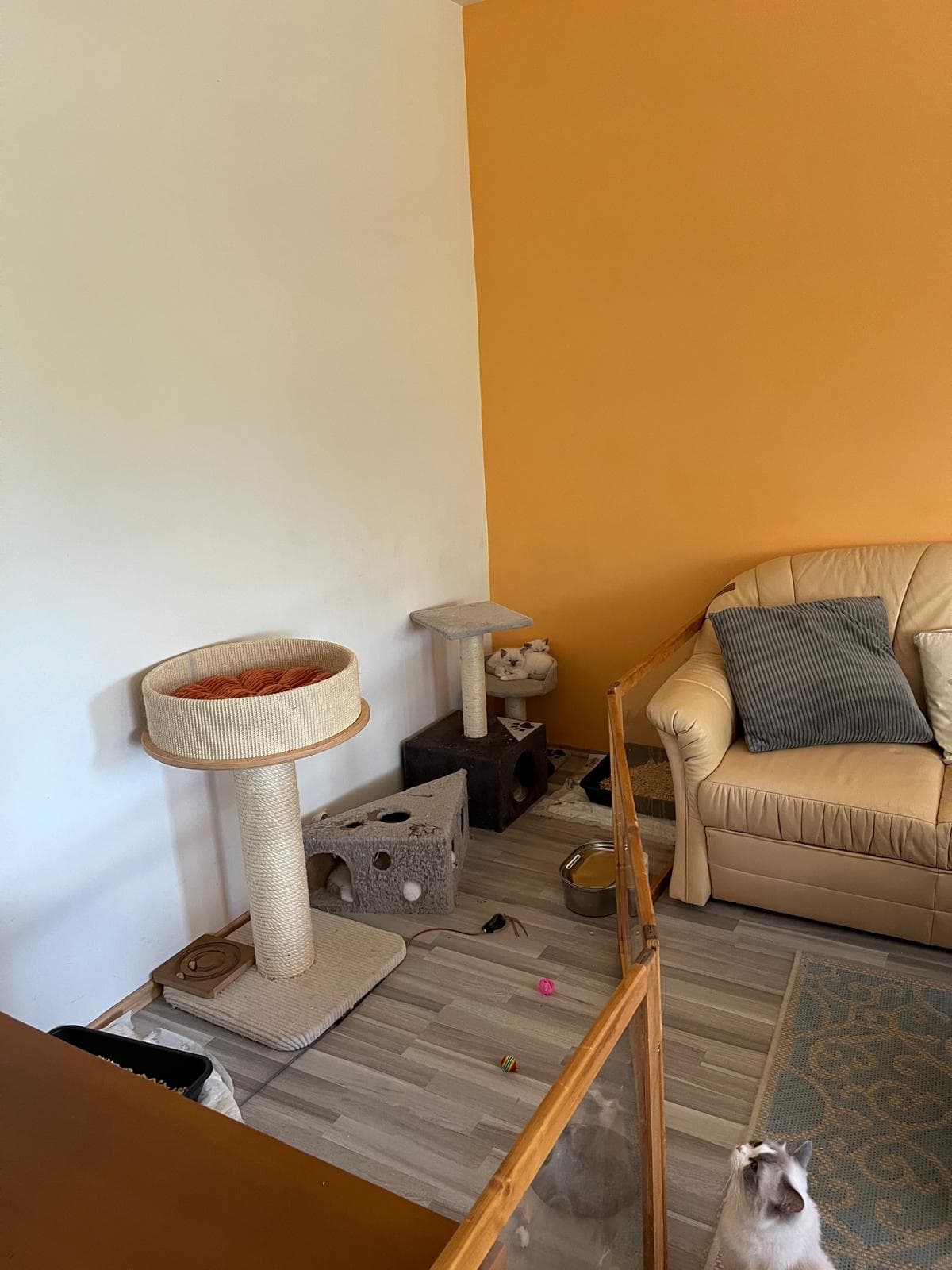 Komfortní odpočinkový prostor pro kočky Ragdoll s měkkými polštáři a pelíšky, Faelis