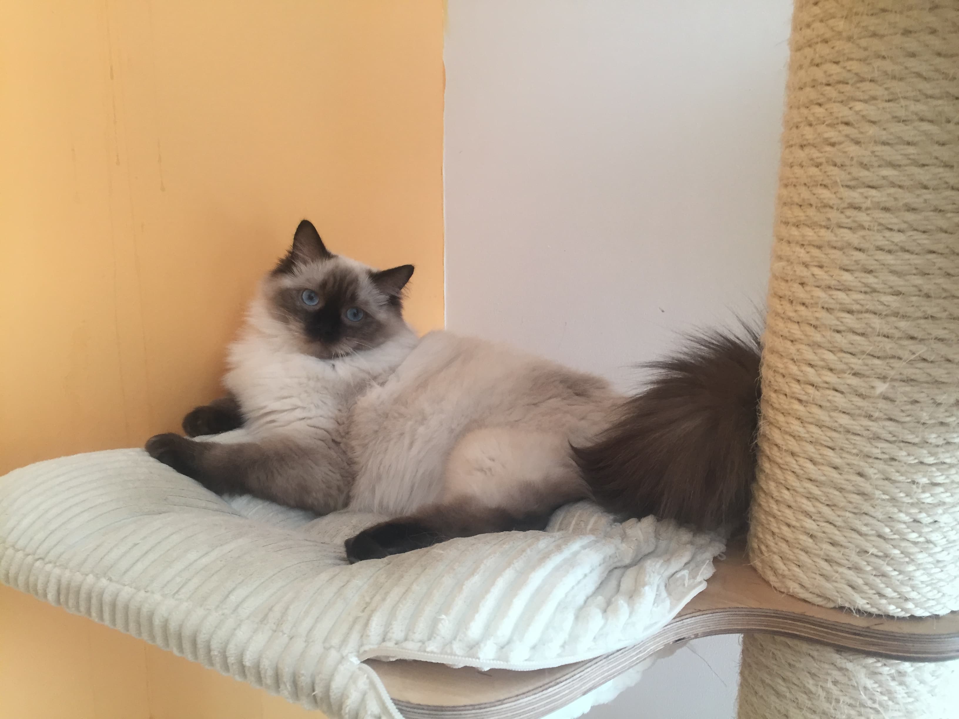 Calaquendi Dolls Astred Faelis top image