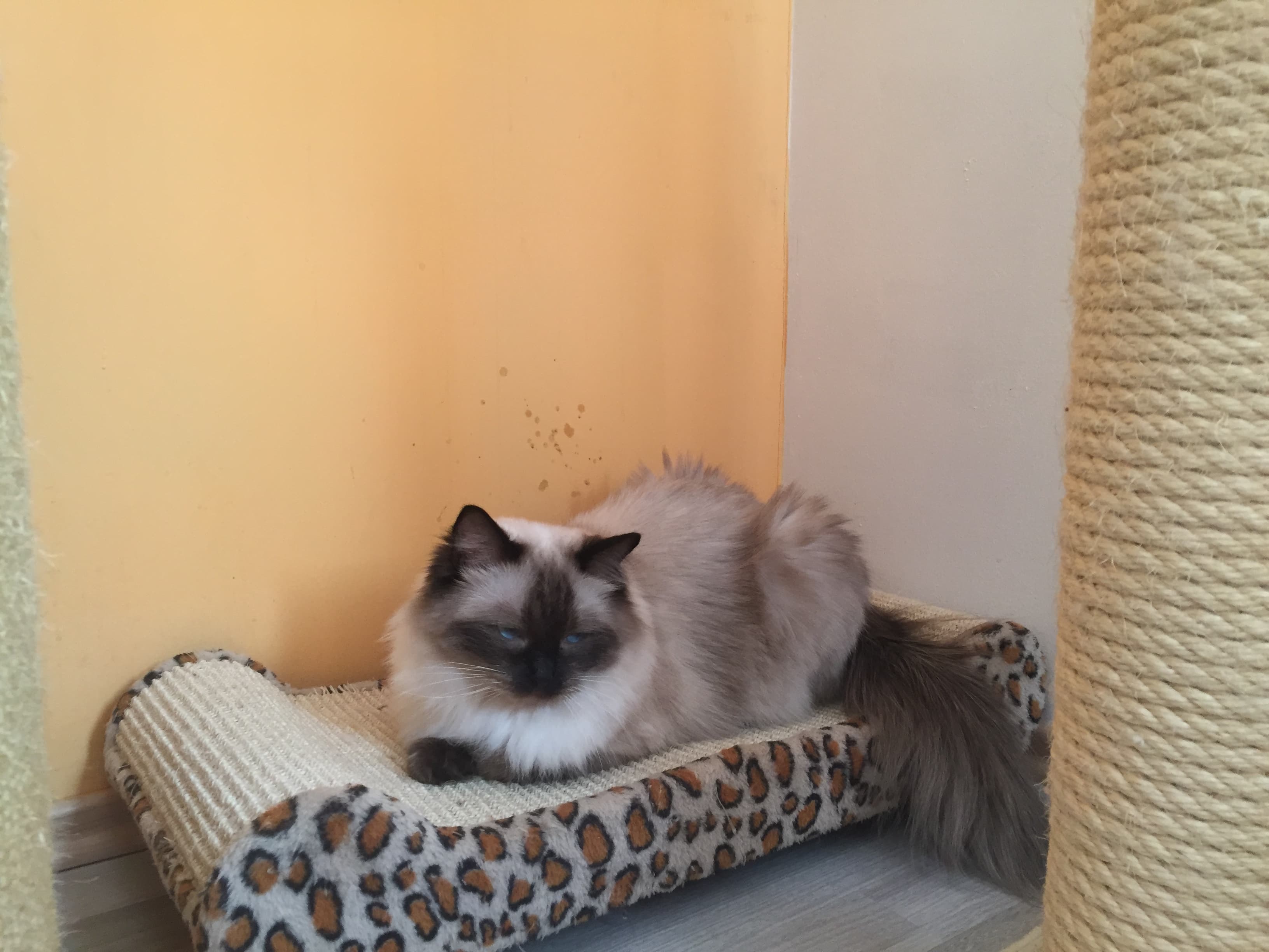 Calaquendi Dolls Astred Faelis right image