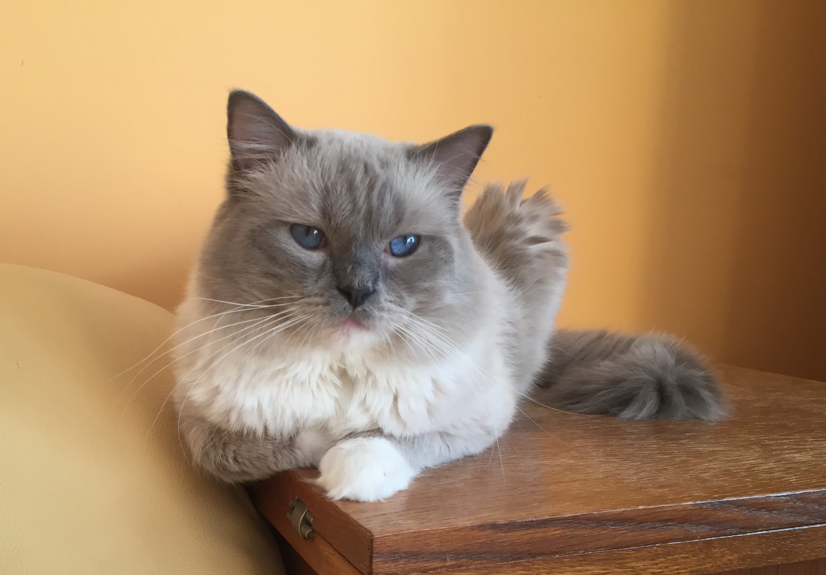 Heartnsoul George Faelis middle image