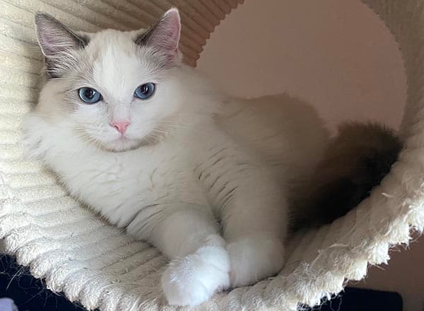 Juliet Ms.Faelis top image