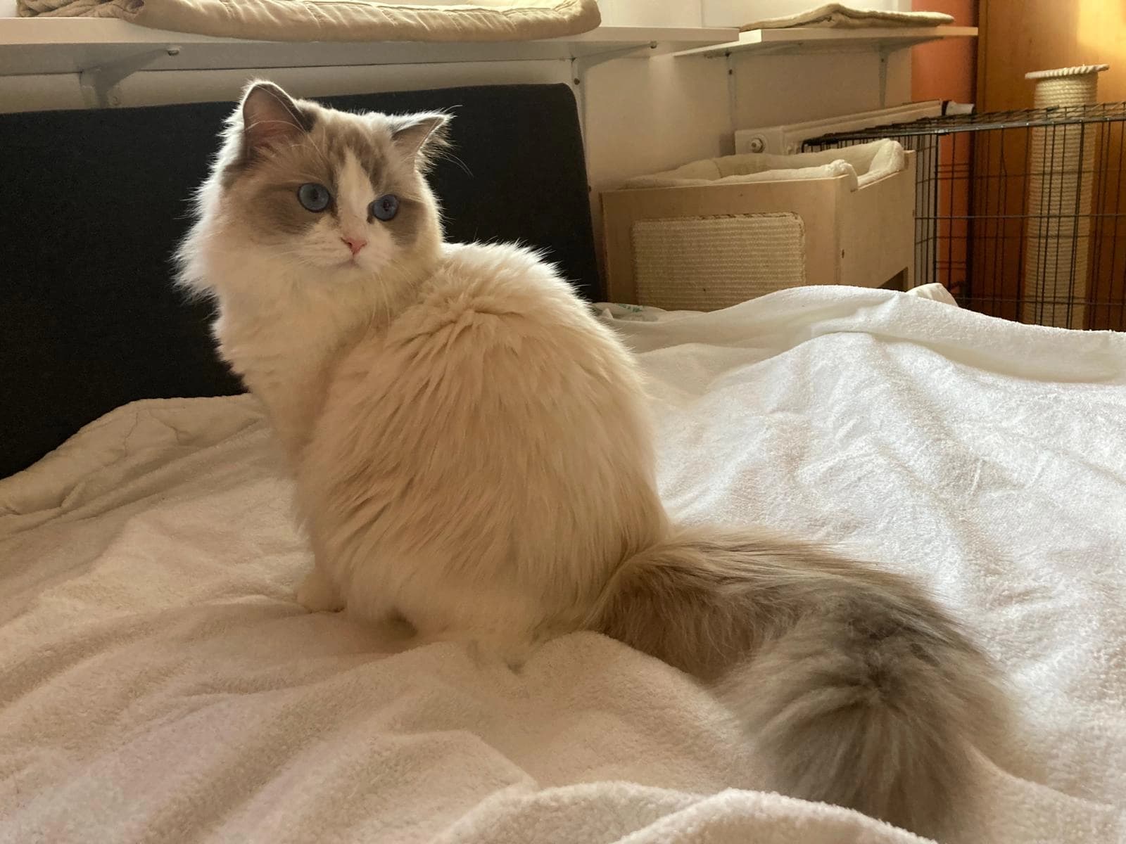 Familytimerags Lily Faelis right image