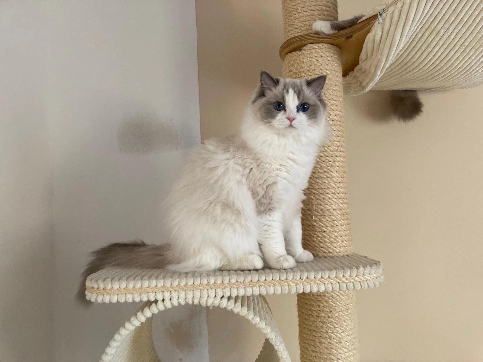 Familytimerags Lily Faelis top image