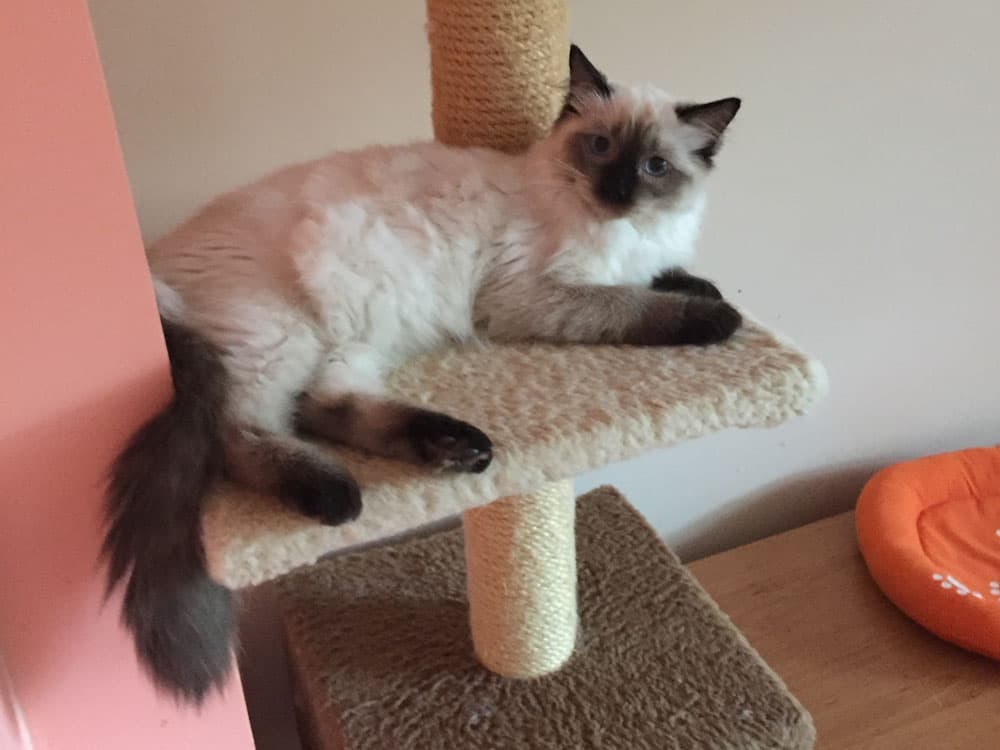 Calaquendi Dolls Astred Faelis middle image