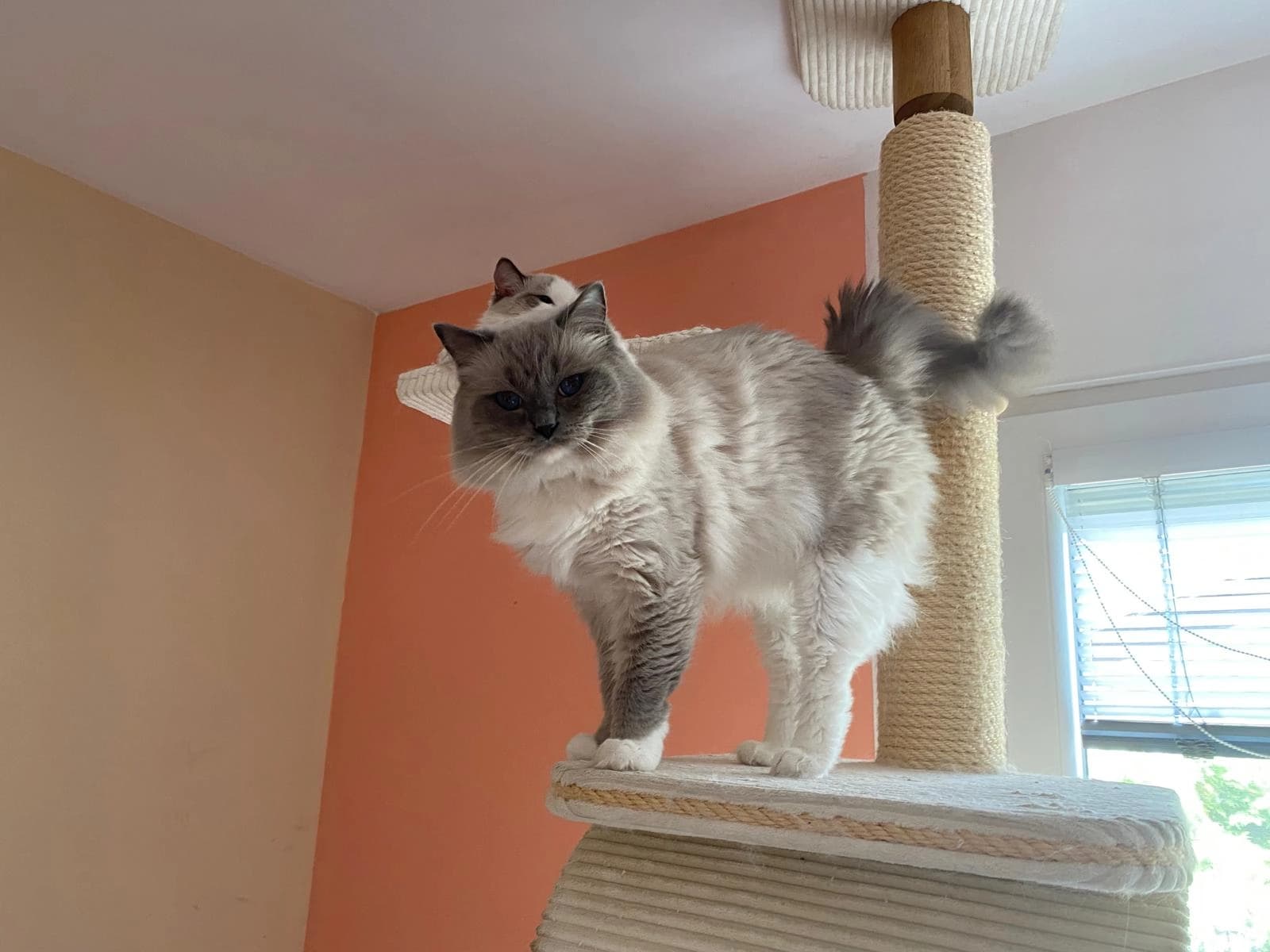 Chovný kocour Ragdoll George v barvě blue mitted, chovatelské stanice Faelis Praha