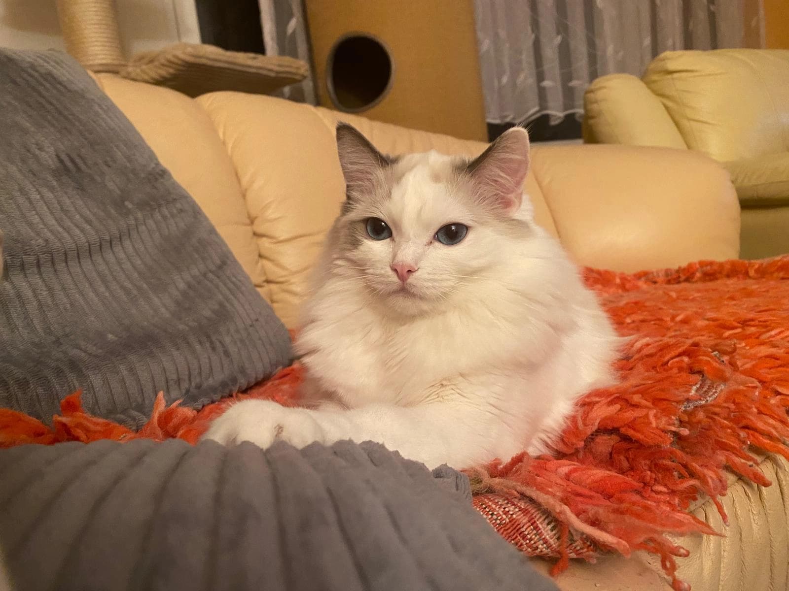 Chovná kočka Ragdoll Juliet v barvě blue bicolor, chovatelské stanice Faelis Praha