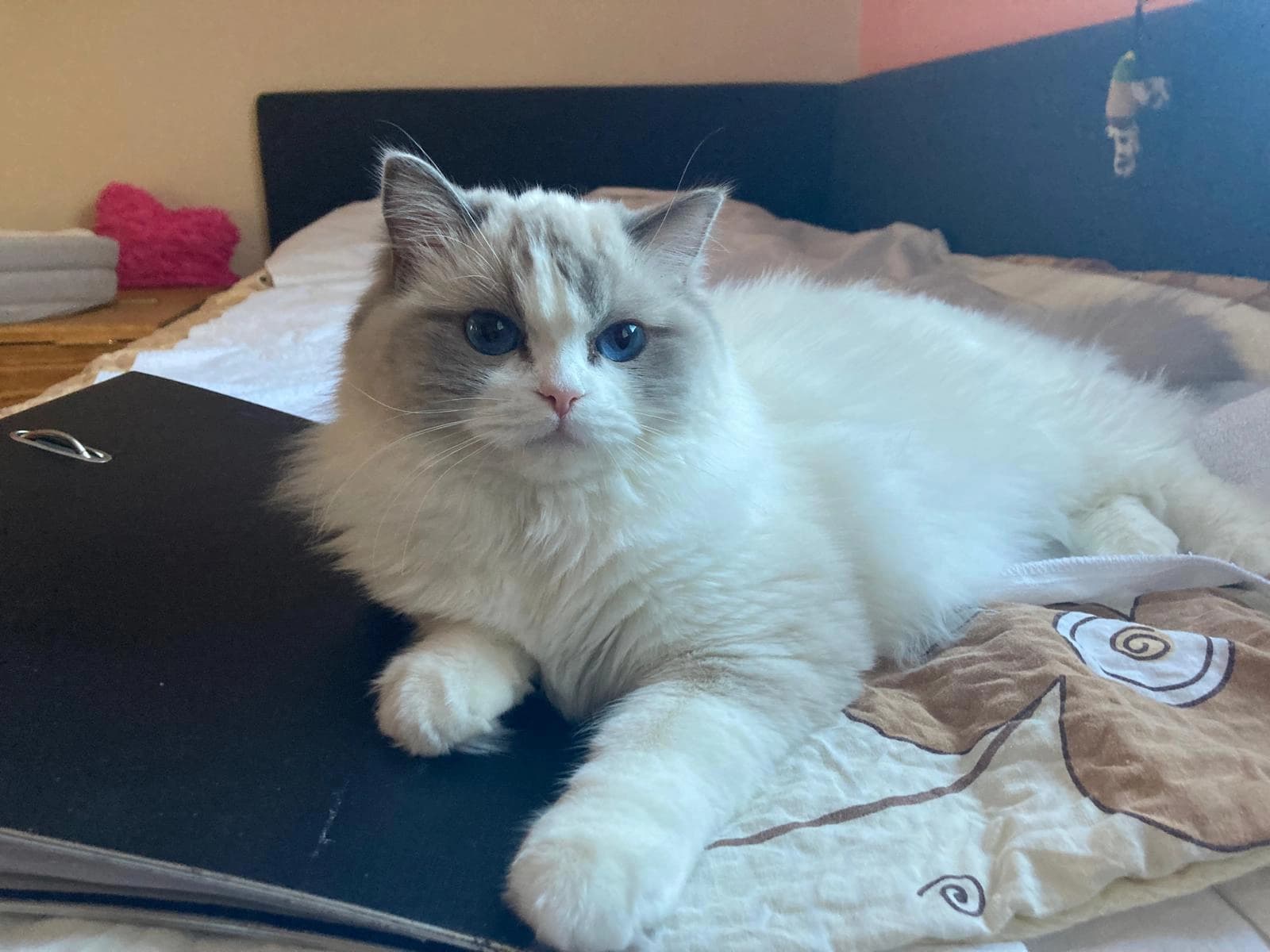 O chovatelské stanici koček Faelis top image