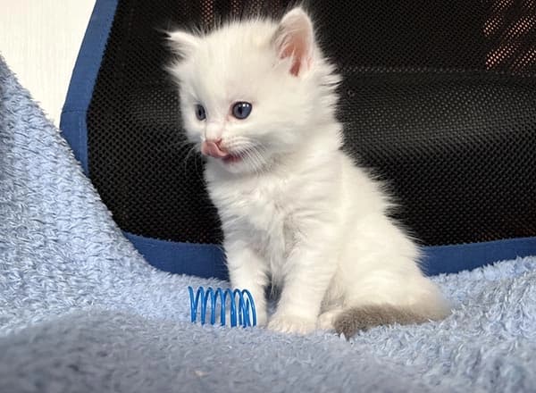 Ragdoll koťátko Orianna v barvě blue bicolor, chovatelské stanice Faelis