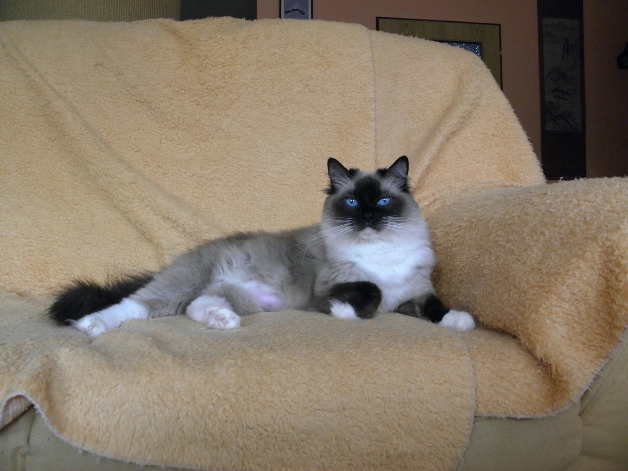 Profesionální prostředí chovatelské stanice Faelis, specializace na plemeno Ragdoll