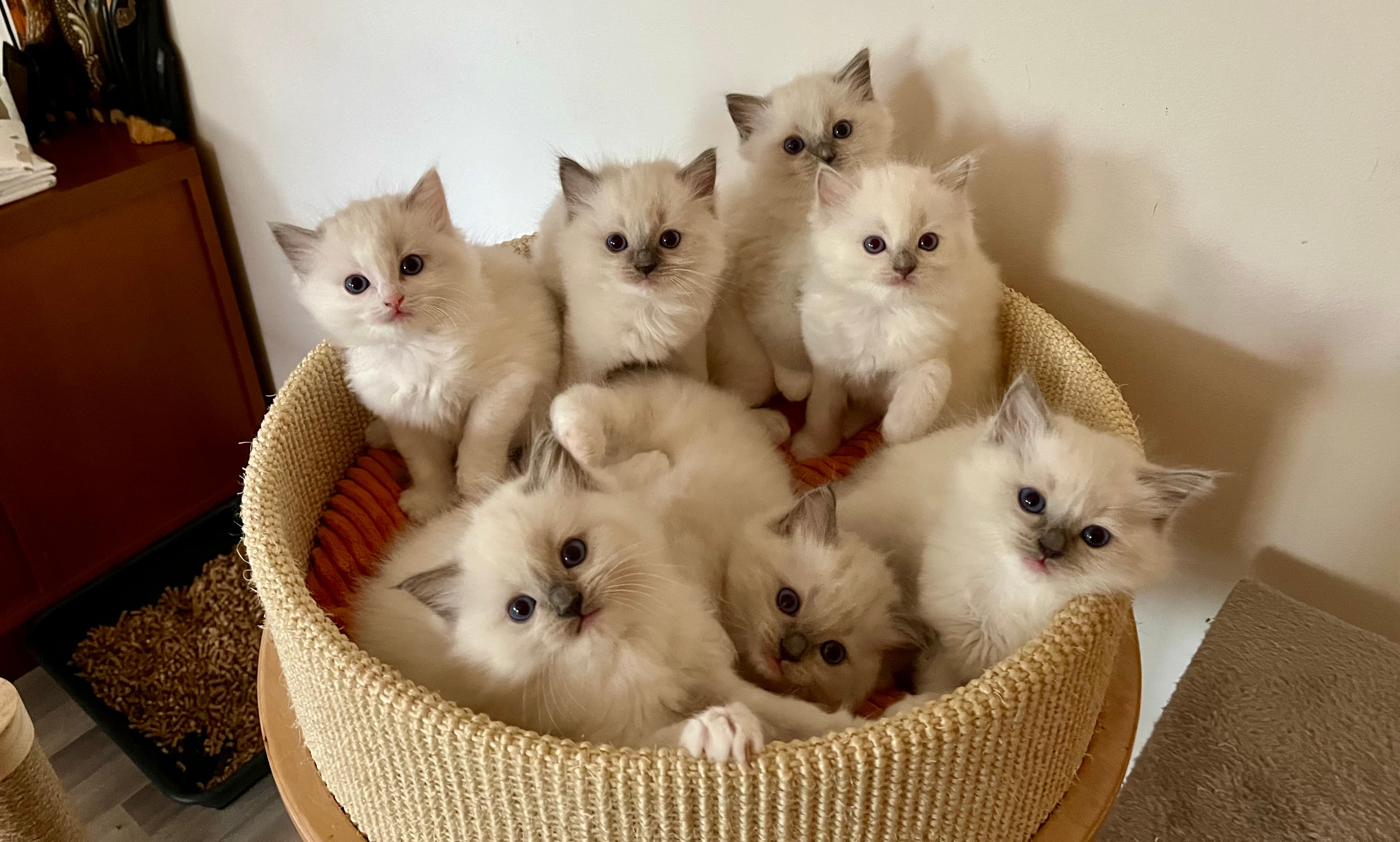 Naše koťatabackground image