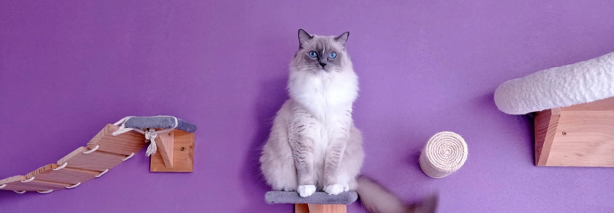 Veškeré zajímavosti a historie o plemeni kočky Ragdollbackground image