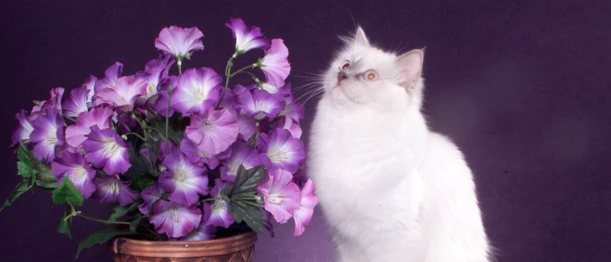 Všechny naše koťata, kočky a kocouřibackground image