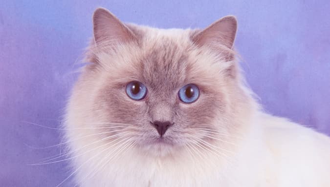 Vítejte na stránkách Faelisbackground image