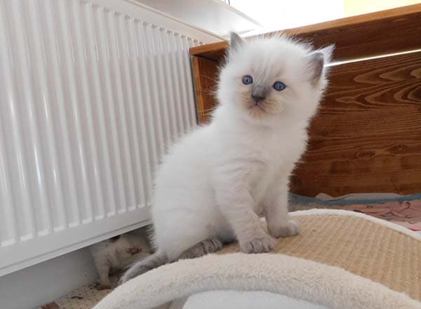 Ragdoll koťátko Gnar Boy Faelis, RAG a v barvě Blue Colorpoint