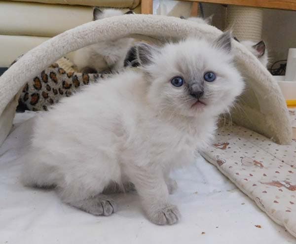 Ragdoll koťátko Goody Boy Faelis RAG a v barvě Blue Colorpoint