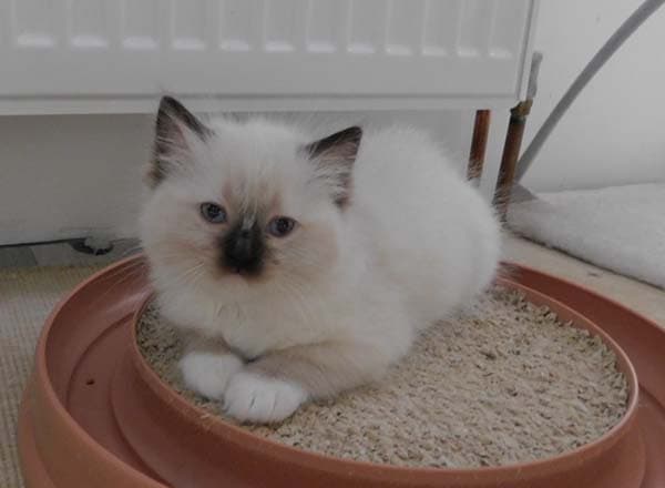 Ragdoll koťátko Gracie May Faelis, RAG n 04 v barvě Seal Mitted