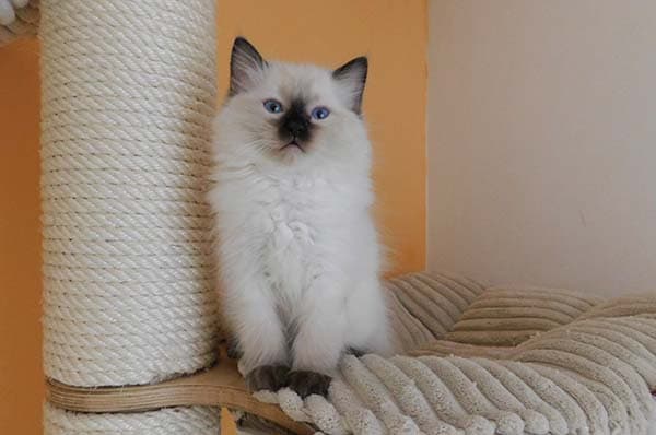 Ragdoll koťátko Guylian Cher Faelis, RAG n v barvě Seal Colorpoint