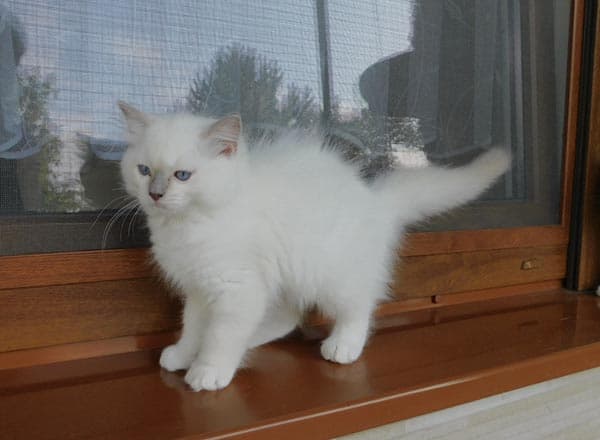 Ragdoll koťátko Ice Falco Faelis, RAG c 04 v barvě Lilac Mitted