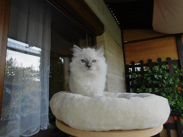 Ragdoll koťátko Irvin Sky Faelis, RAG a 04 v barvě Blue Mitted