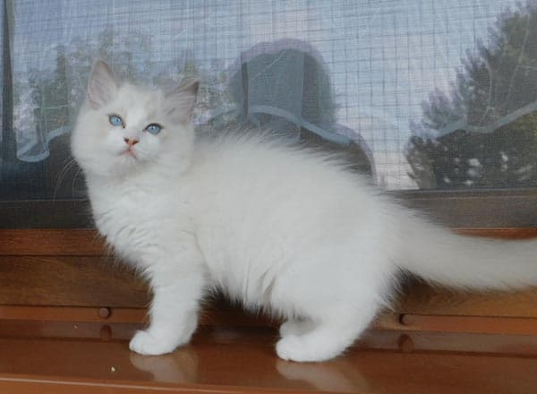 Ragdoll koťátko Izys Kiss Faelis, RAG a 03 v barvě Blue Bicolor