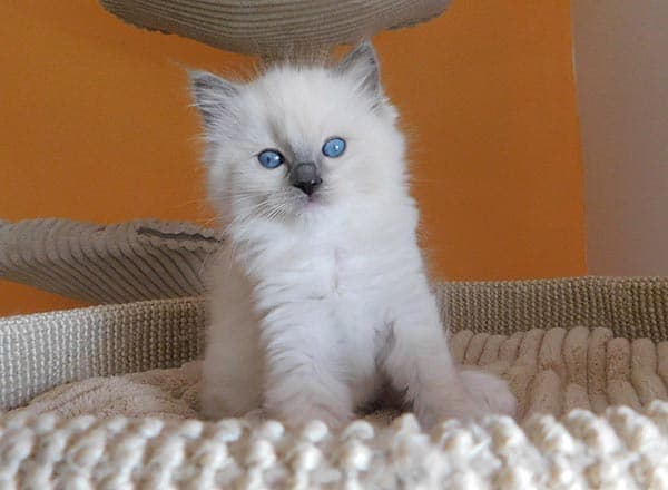 Ragdoll koťátko Jolene Miss Faelis, RAG a 04 v barvě Blue Mitted