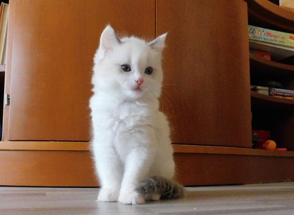 Ragdoll koťátko Joshua Junior Faelis, RAG a 03 v barvě Blue Bicolor Mid High White