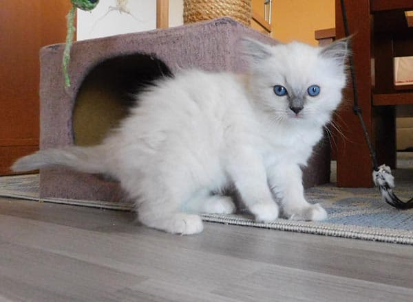 Ragdoll koťátko Juliet Miss Faelis, RAG a 04 v barvě Blue Mitted