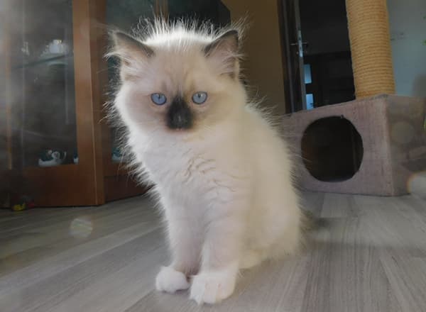 Ragdoll koťátko Kaspian Maximus Faelis, RAG n 04 v barvě Seal Mitted
