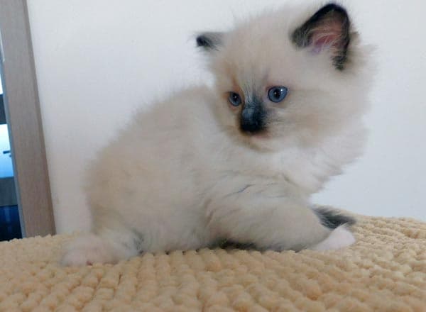 Ragdoll koťátko Lady Jane Faelis, RAG n 04 v barvě Seal Mitted