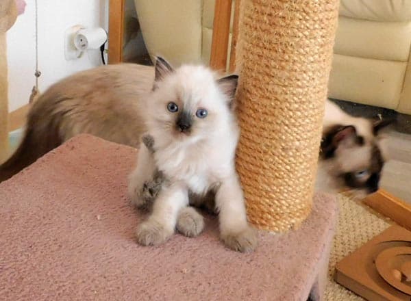 Ragdoll koťátko Lord Paul Faelis, RAG n v barvě Seal Colorpoint