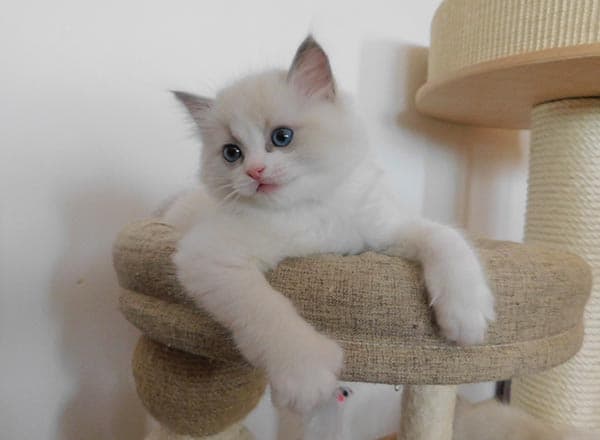 Ragdoll koťátko Meddar Faelis, RAG a 03 v barvě Blue Bicolor