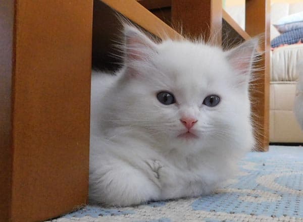 Ragdoll koťátko Merlin Faelis, RAG c 03 v barvě Lilac Bicolor