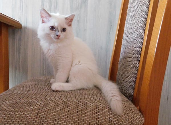 Ragdoll koťátko Mr.Apollon Faelis, RAG c 04 v barvě Lilac High Mitted