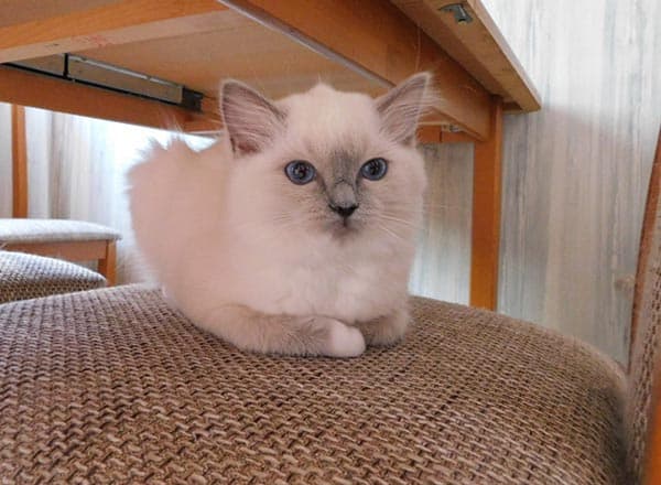 Ragdoll koťátko Mrs.Bubi Faelis, RAG a 04 v barvě Blue Mitted