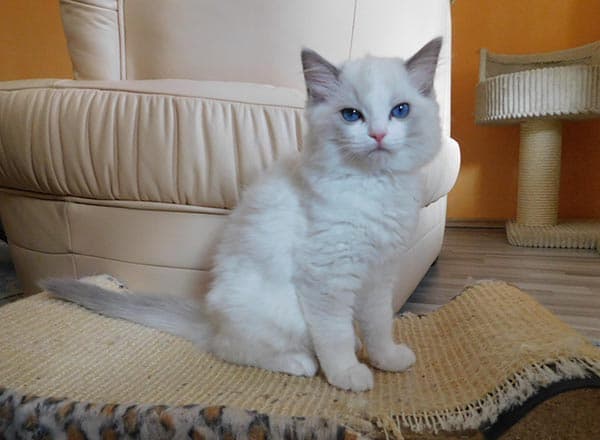 Ragdoll koťátko Mrs.Dorhoty Faelis, RAG a 03 v barvě Blue Bicolor