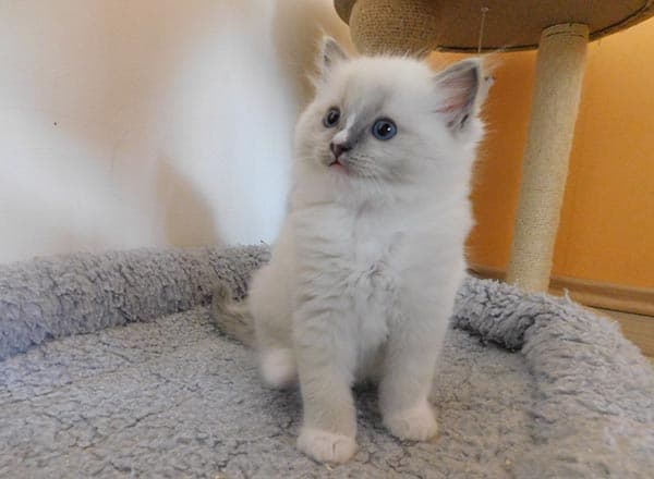 Ragdoll koťátko Nash Boy Faelis, RAG a 04 v barvě Blue Mitted