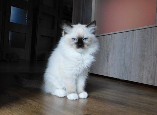 Ragdoll koťátko Nessi Faelis, RAG n 04 v barvě Seal Mitted