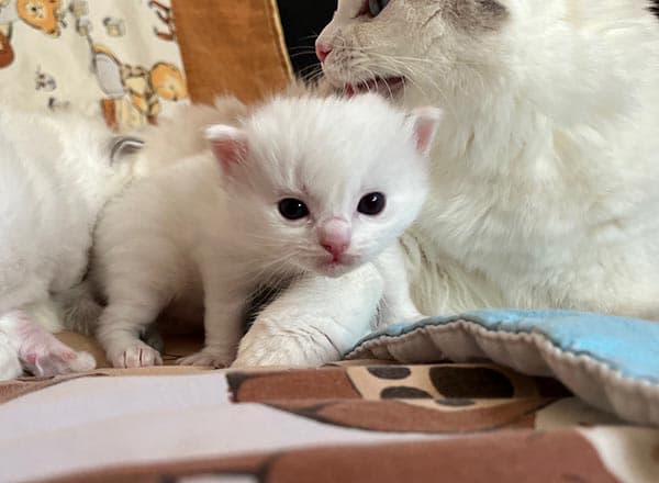 Ragdoll koťátko Orianna Faelis v barvě Blue Bicolor