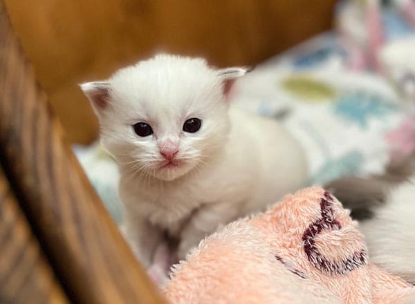Ragdoll koťátko Our Lottie Faelis v barvě Blue Bicolor