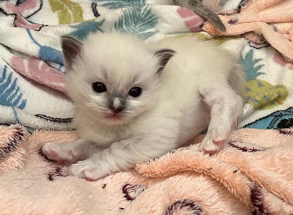 Ragdoll koťátko Ozalee Faelis v barvě Blue Mitted