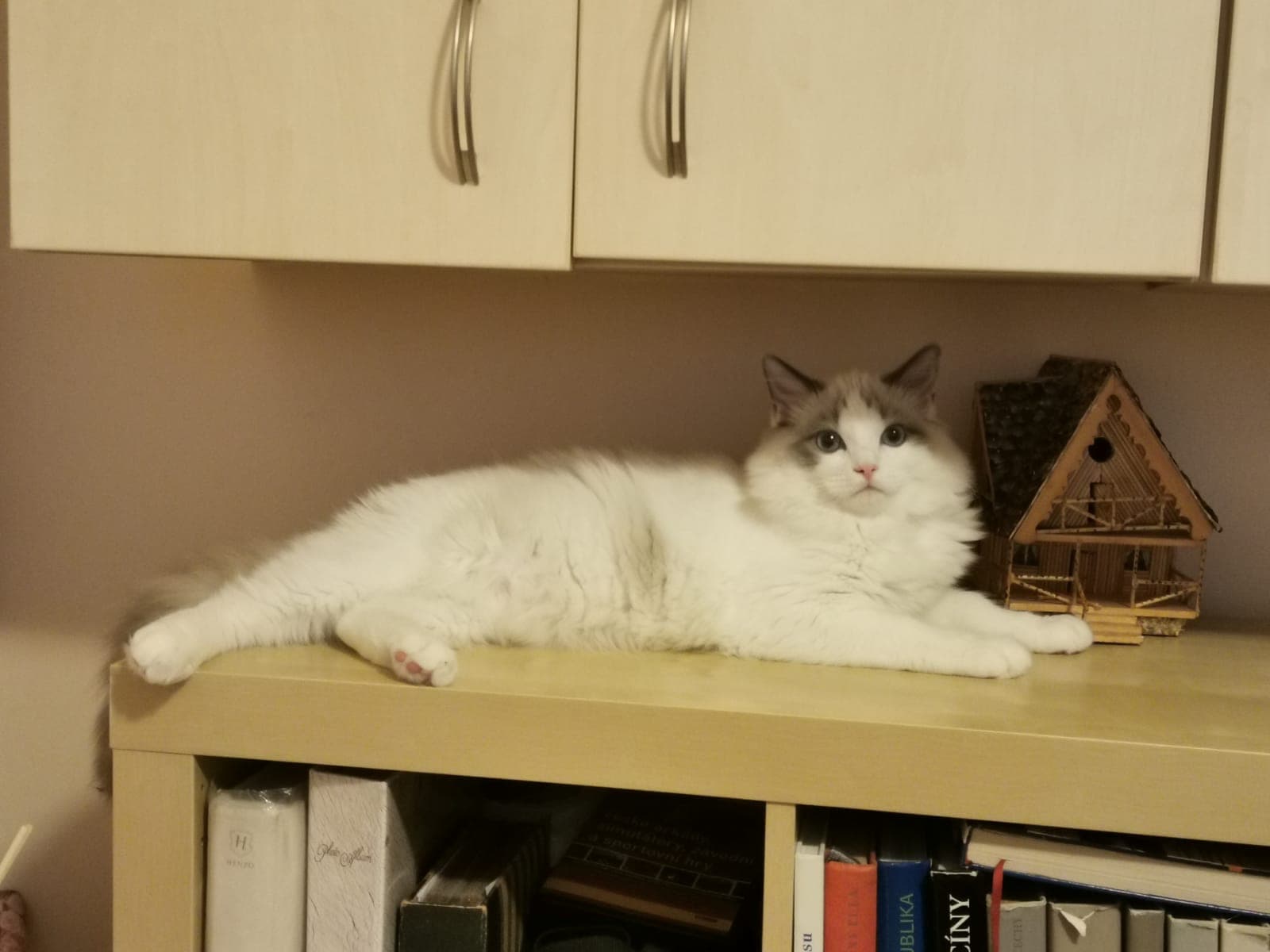 Ragdoll koťátko Ozzy Oz Faelis v barvě Blue Bicolor