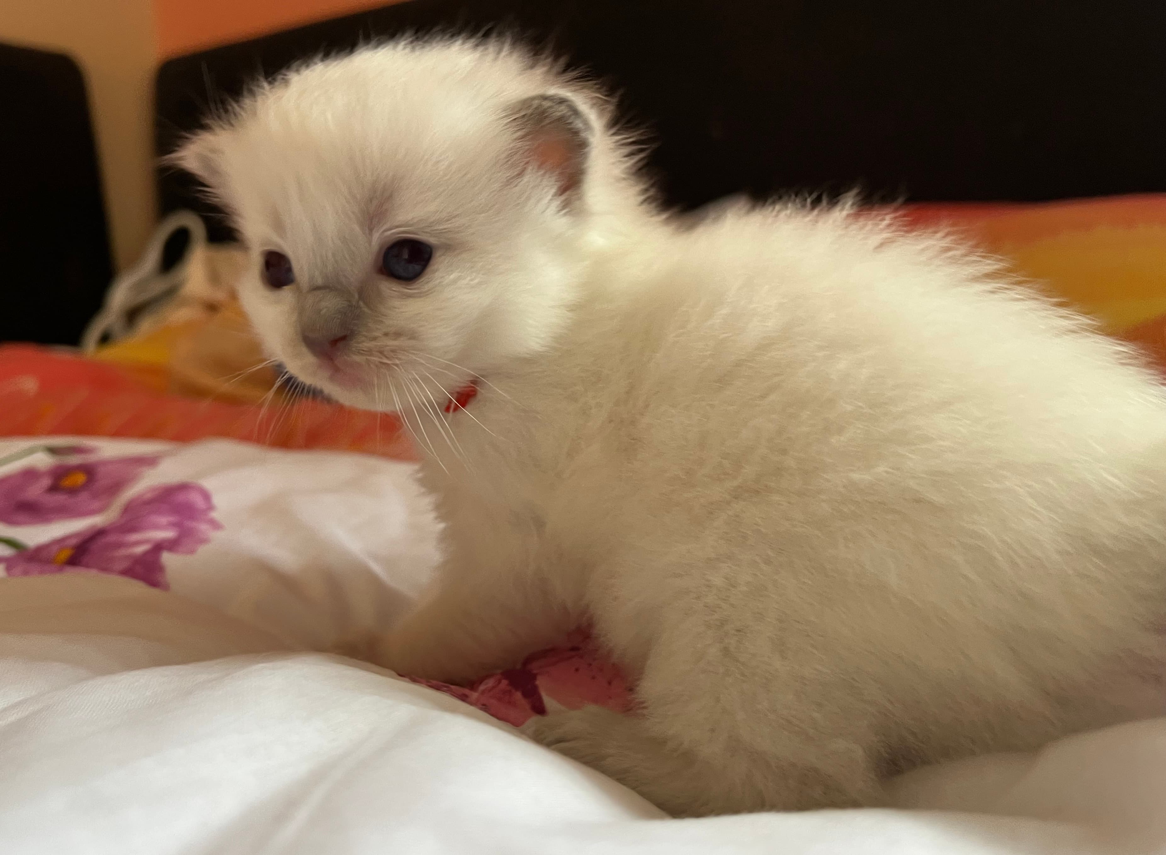 Ragdoll koťátko Perla Blue Faelis v barvě Blue Colorpoint