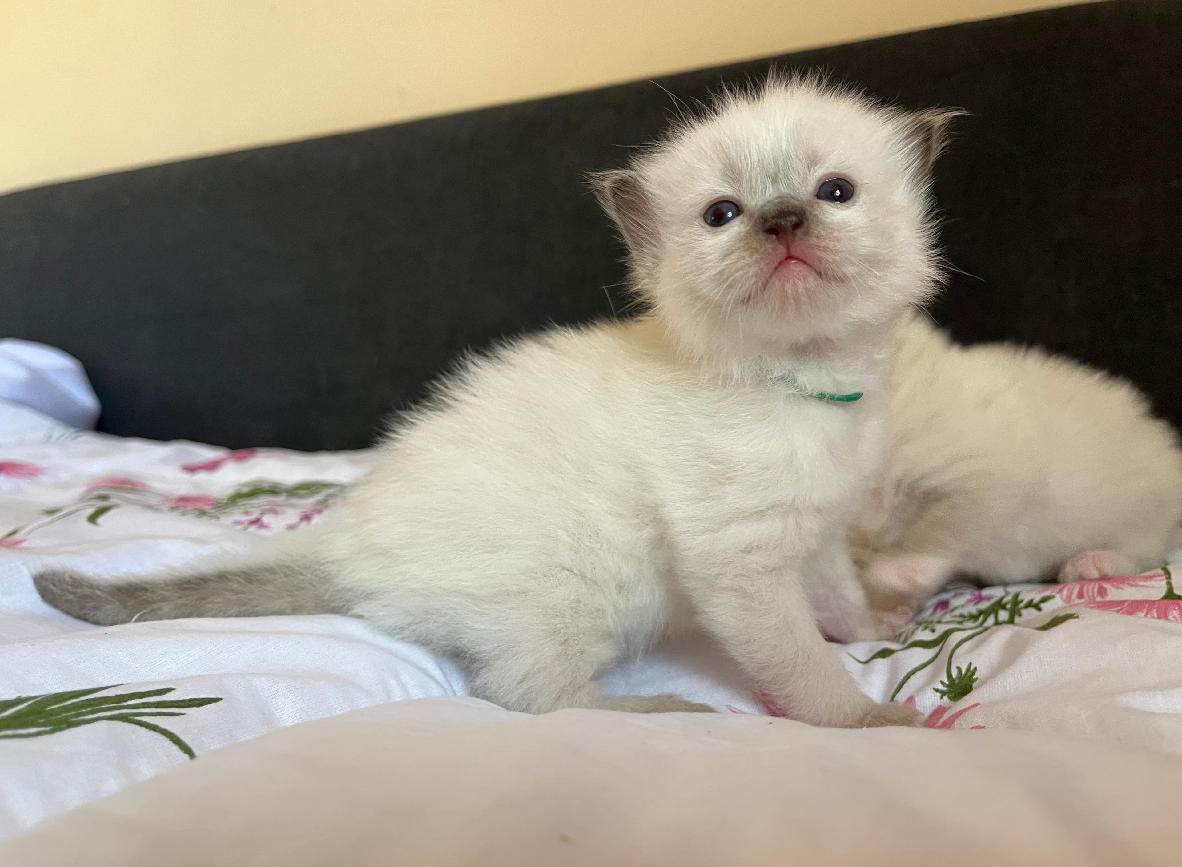 Ragdoll koťátko Prince Paris Faelis v barvě Seal Colorpoint