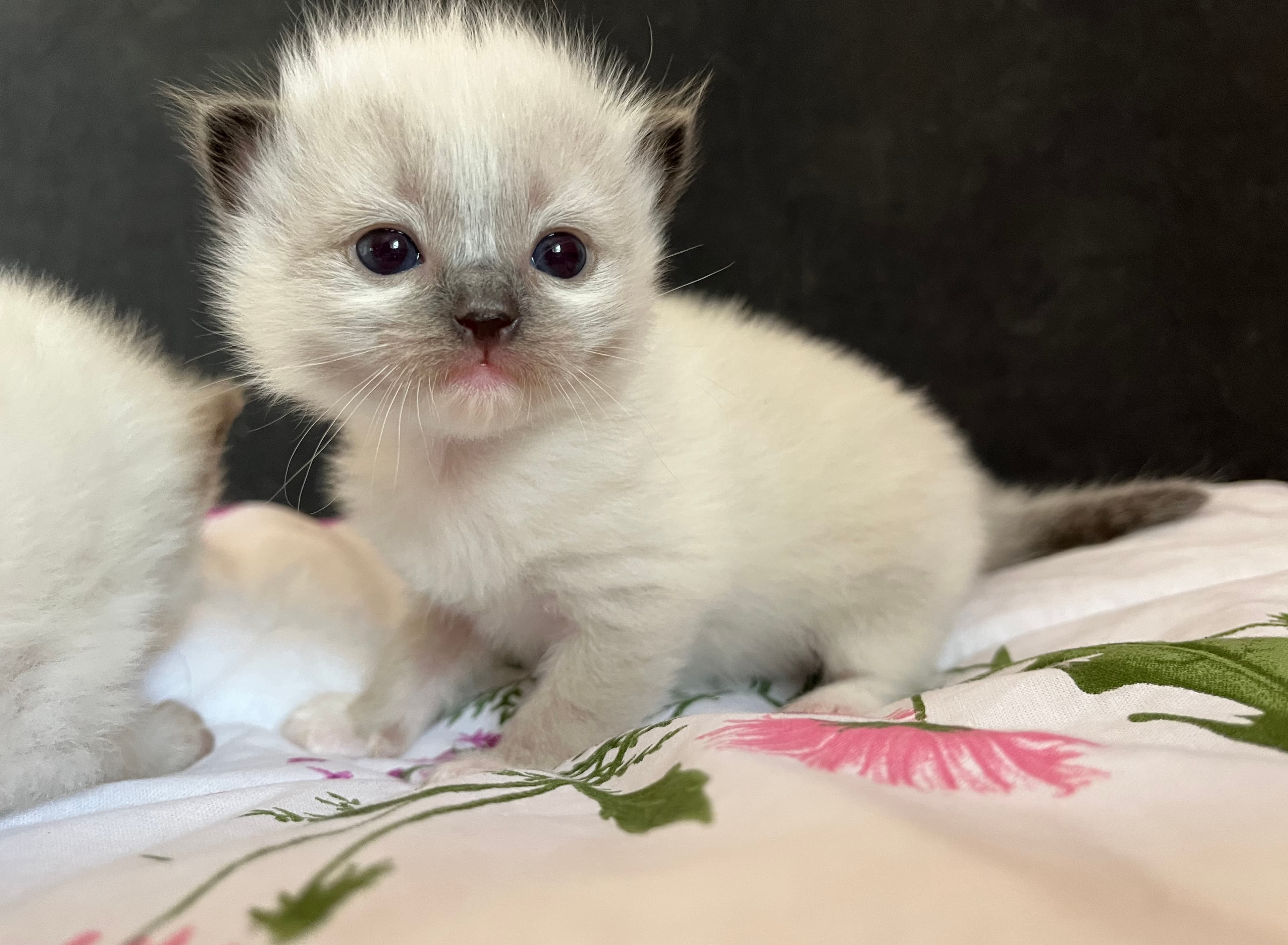 Ragdoll koťátko Princess Poppy Faelis v barvě Seal Mitted