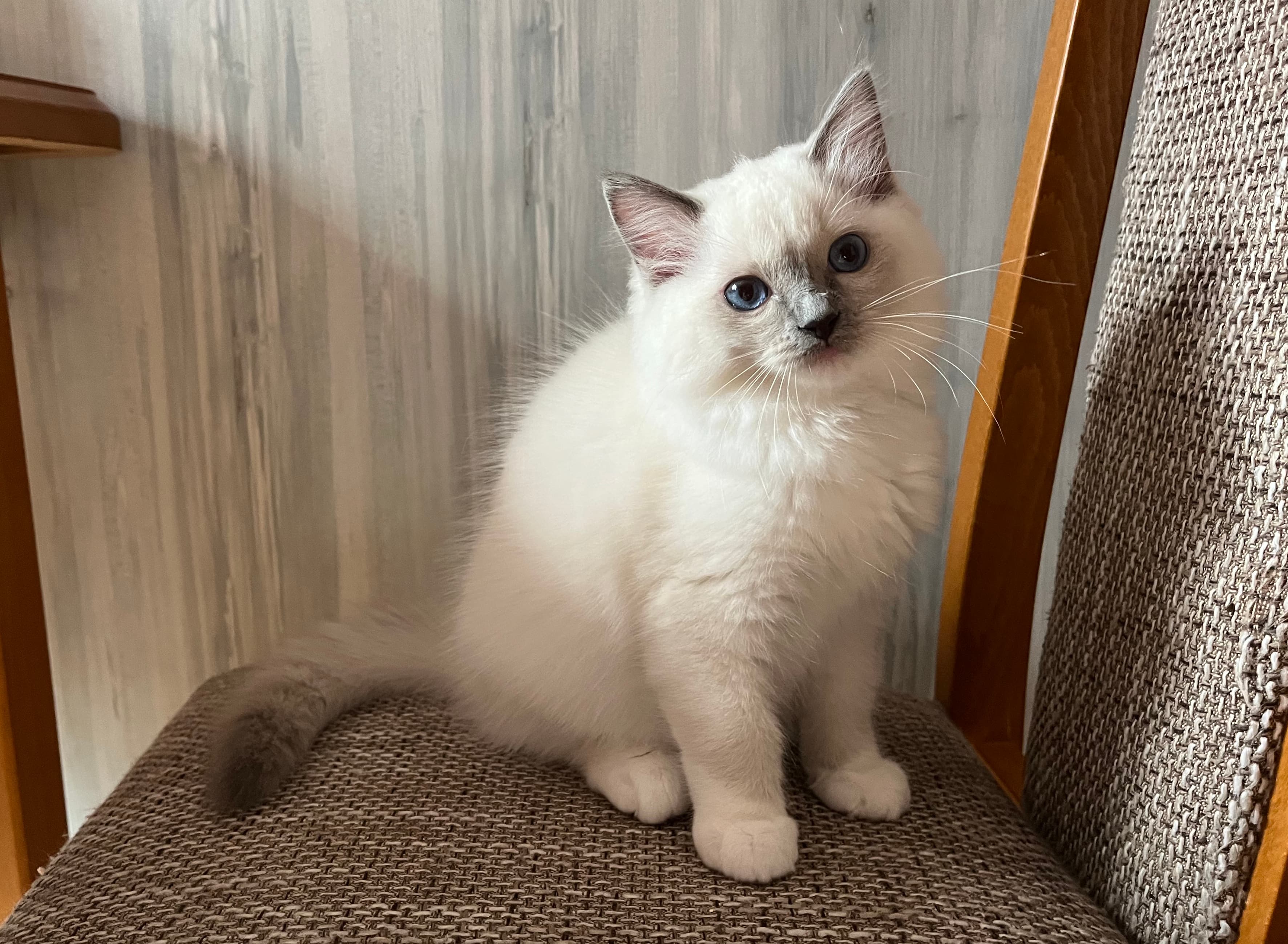 Ragdoll koťátko Quiche Belle Faelis, RAG a 04 v barvě Blue Mitted