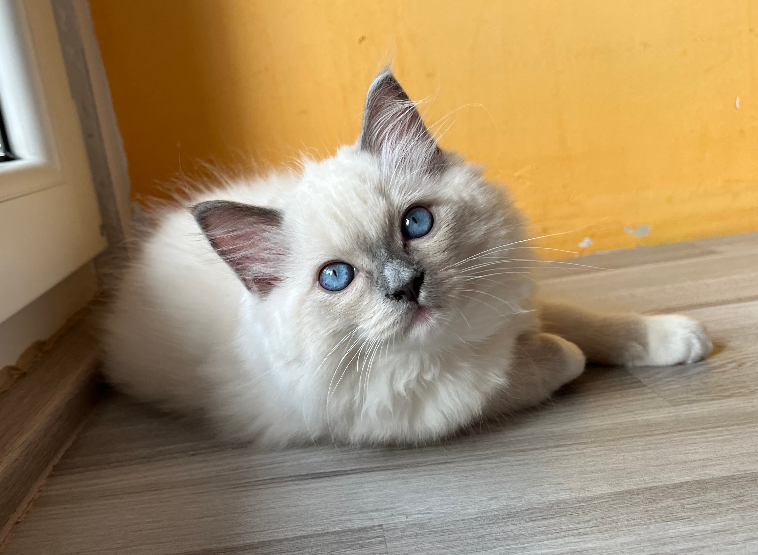 Ragdoll koťátko Quillo Sky Faelis, RAG a 04 v barvě Blue Mitted