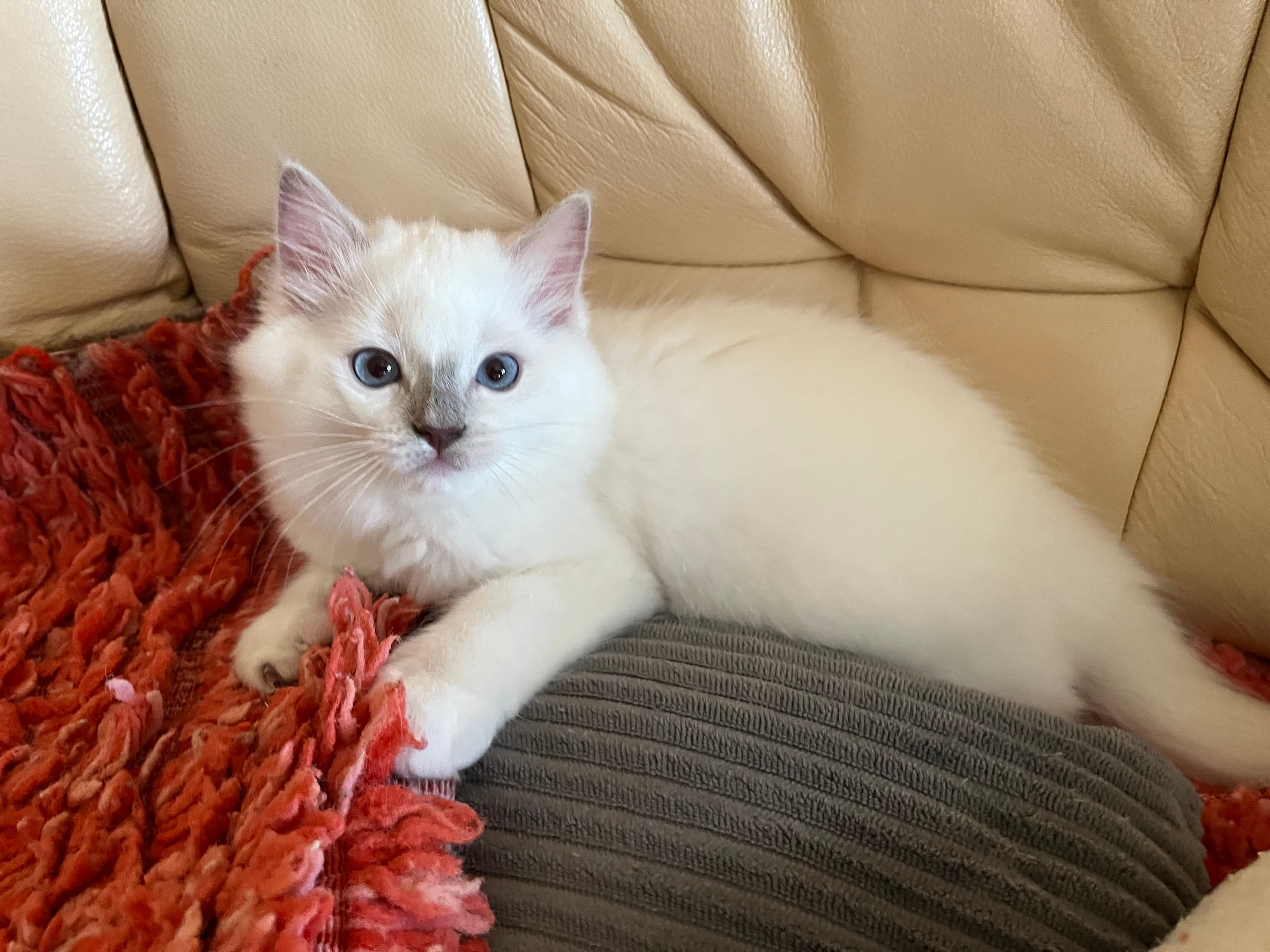 Ragdoll koťátko Quinn Juliet Faelis, RAG c 04 v barvě Lilac Mitted