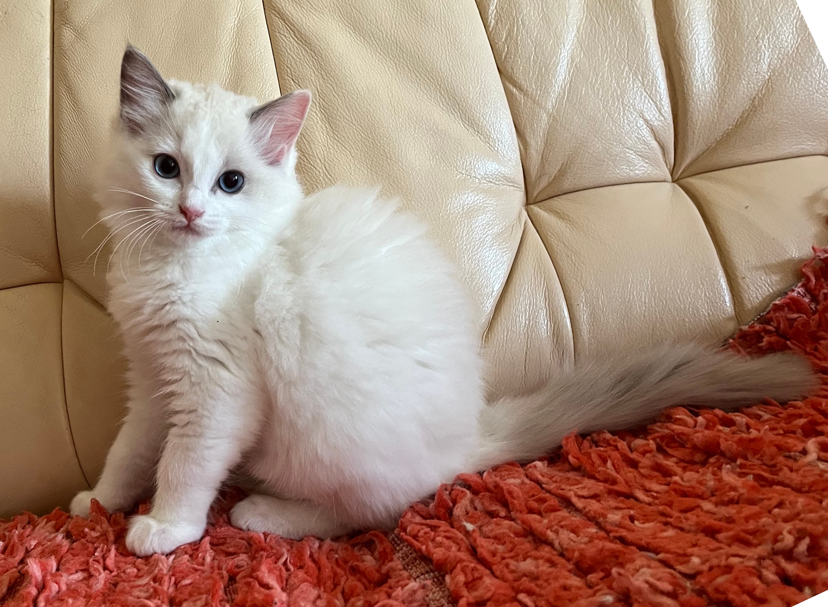 Ragdoll koťátko Quinn Lady Faelis, RAG a 03 v barvě Blue Bicolor